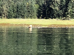 Ursus americanus kermodei