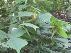 Corylus sieboldiana