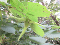Corylus sieboldiana