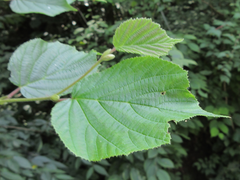 Corylus sieboldiana