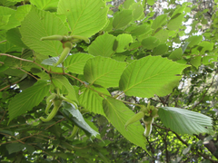 Corylus sieboldiana