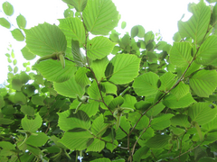 Corylus sieboldiana