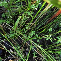 Galium obtusum