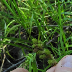 Carex tribuloides
