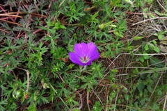 Geranium potentillifolium