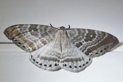 Cyclidia rectificata