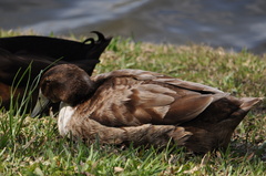 Anas platyrhynchos domesticus