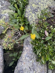 Solidago leiocarpa