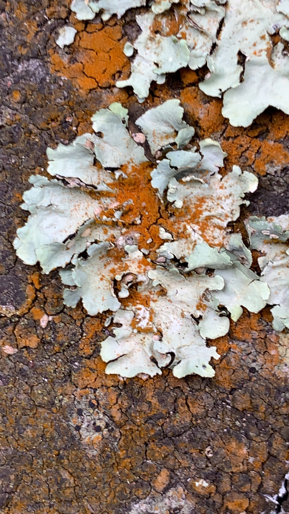 powdered ruffle lichen from San Francisco on July 20, 2022 at 0624 PM