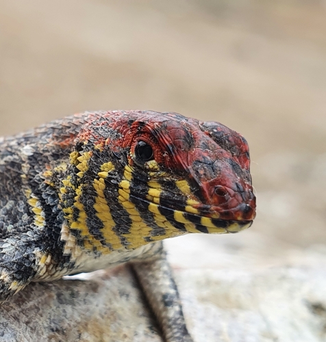 Boulder Spiny Lizard, Sceloporus pyrocephalus