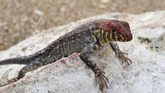 Sceloporus pyrocephalus