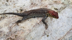 Sceloporus pyrocephalus