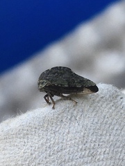 Telamona westcotti