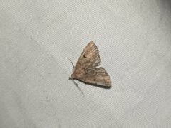 Zanclognatha laevigata