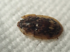 Lobiopa undulata