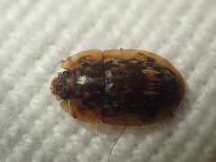 Lobiopa undulata