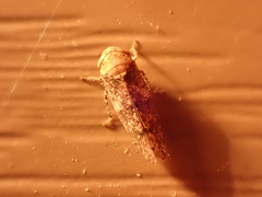 Paraphlepsius collitus