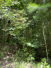 Rhododendron prunifolium