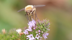 Nothoschistus melampogon