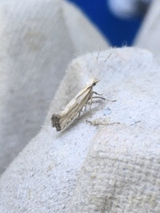 Plutella porrectella
