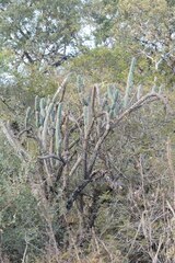 Harrisia tetracantha