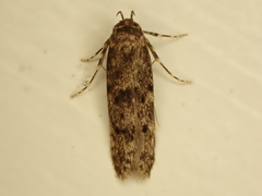 Blastobasis marmorosella