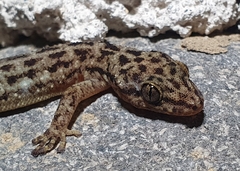 Phyllodactylus lanei