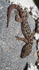 Phyllodactylus lanei