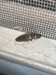 Hemicrepidius nemnonius