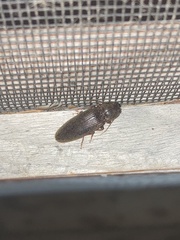 Hemicrepidius nemnonius