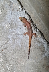 Phyllodactylus lanei