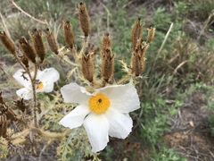 Argemone pleiacantha