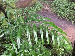 Coniogramme intermedia