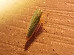 Cicadellini
