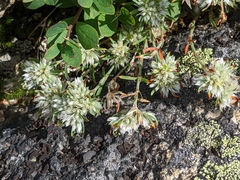 Paronychia argyrocoma