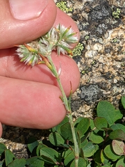 Paronychia argyrocoma