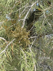 Arceuthobium divaricatum