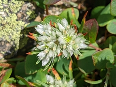 Paronychia argyrocoma