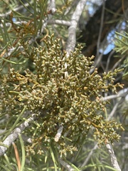 Arceuthobium divaricatum