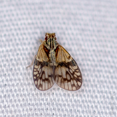 Bothriocera maculata