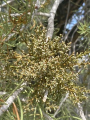 Arceuthobium divaricatum