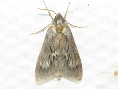Lapara bombycoides