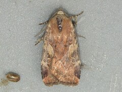 Cryptocala acadiensis