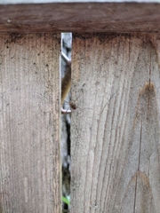 Rilaena triangularis