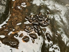 Semisulcospira libertina