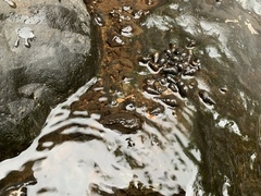 Semisulcospira libertina