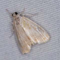 Glaphyria glaphyralis
