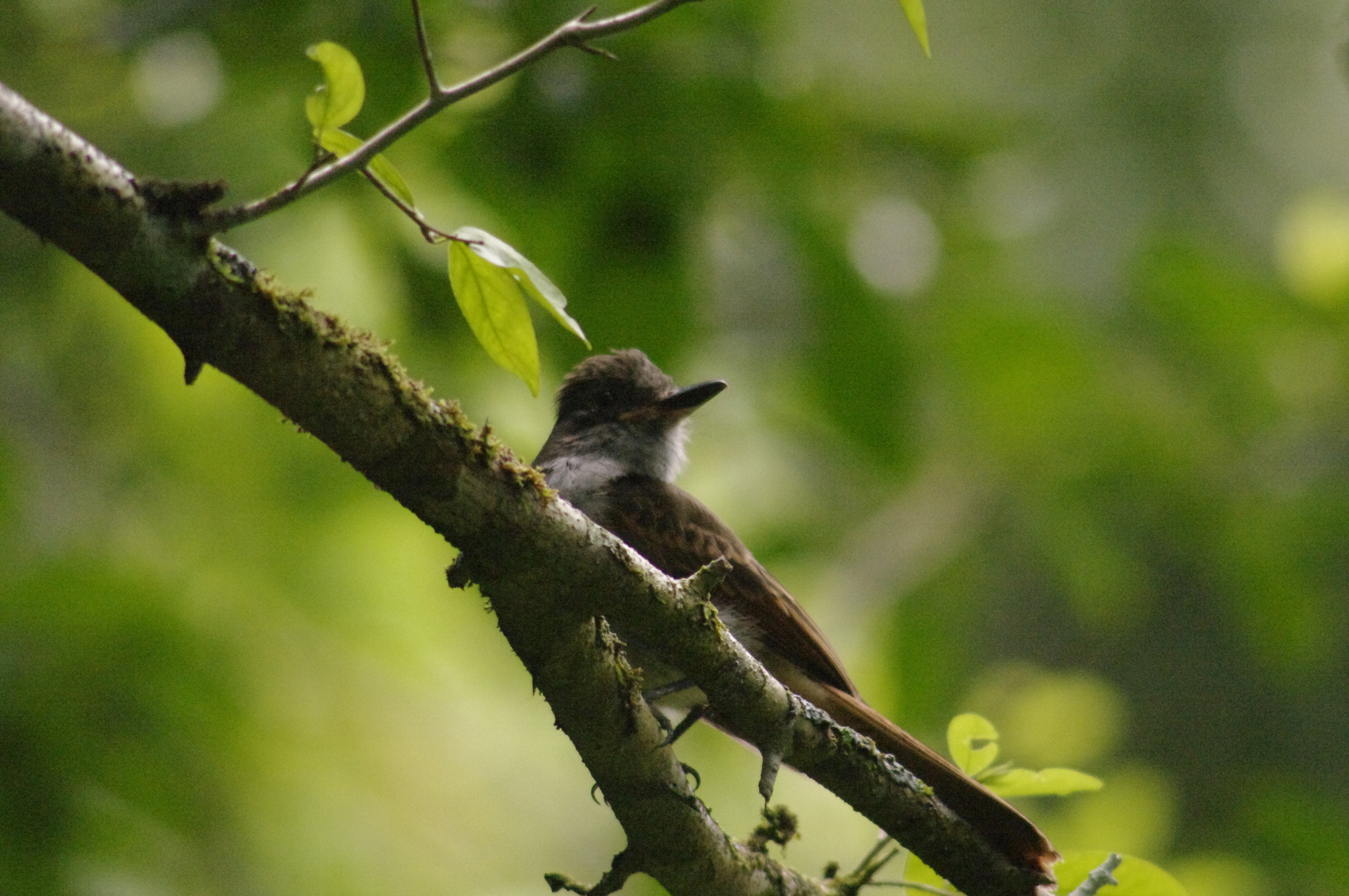 Rufous-tailed Flycatcher (Myiarchus validus), photo 7