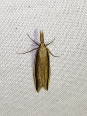 Donacaula mucronella