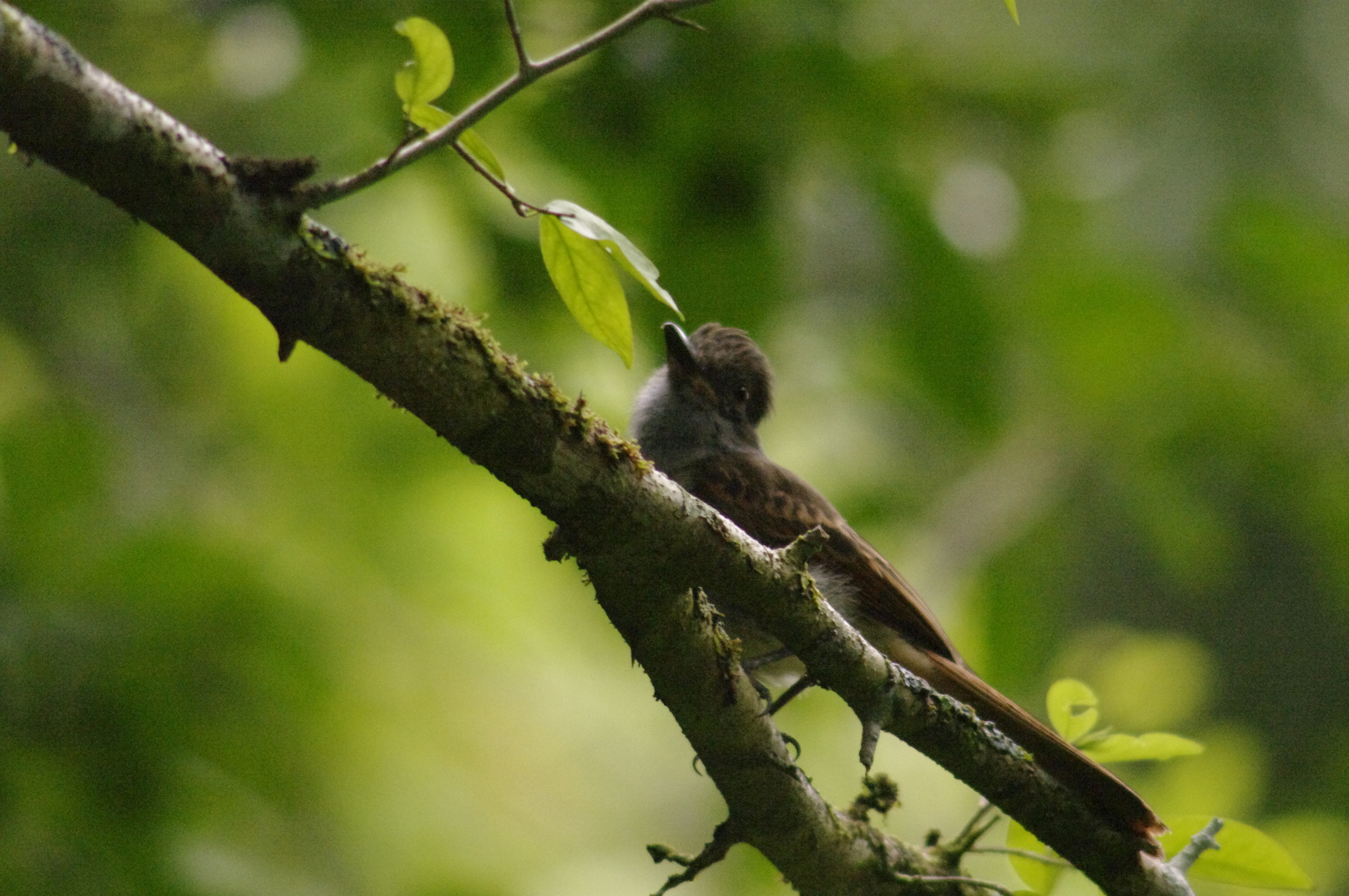 Rufous-tailed Flycatcher (Myiarchus validus), photo 8